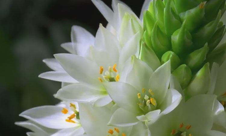 Слайдшоу видеоролик для Инстаграм - продажа цветов
